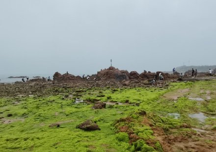 滸苔又來了？